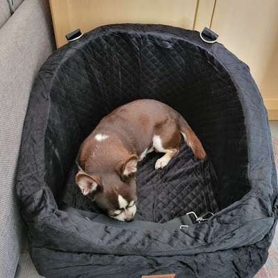 aktuelles Foto Gruppe Chihuahua