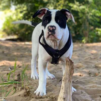 Hundetreffen-Junghundtreff-Bild