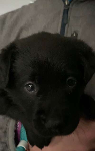 Labradorfans-Beitrag-Bild