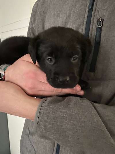 Wartezeit auf Welpen-Beitrag-Bild