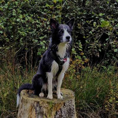 Hundetreffen-🐾 Mantrailing-Teams gesucht!-Bild