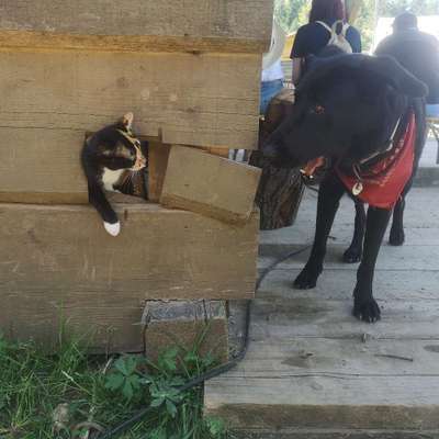 Hundetreffen-Stadtwald laufen und Spiel auf der Wiese-Bild