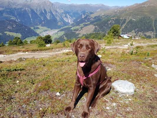 Die Dogorama Wochen Challenge-Beitrag-Bild