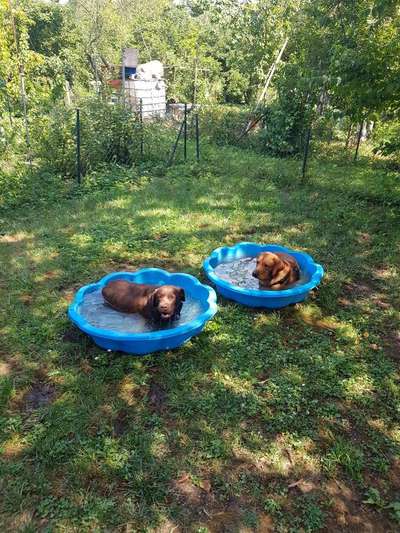 Labradorfans-Beitrag-Bild