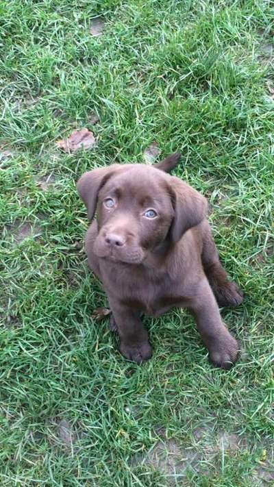 Welpen Bilder !-Beitrag-Bild