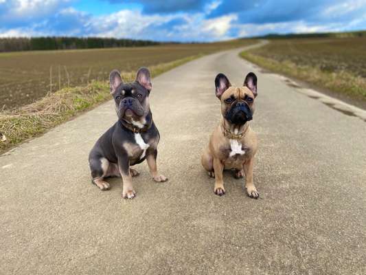 BIG LOVE :) mit 2 Hunden❣️-Beitrag-Bild