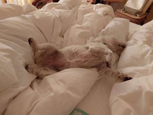 Fotosammlung: ,,Der natürliche Hund" Unbearbeitet, ungestellt und in Natura-Beitrag-Bild