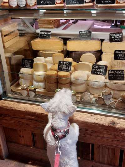 Fotosammlung: ,,Der natürliche Hund" Unbearbeitet, ungestellt und in Natura-Beitrag-Bild