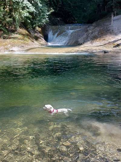 Fotosammlung: ,,Der natürliche Hund" Unbearbeitet, ungestellt und in Natura-Beitrag-Bild