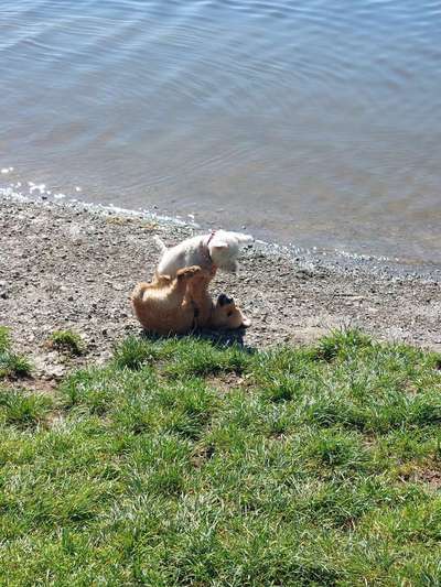 Fotosammlung: ,,Der natürliche Hund" Unbearbeitet, ungestellt und in Natura-Beitrag-Bild