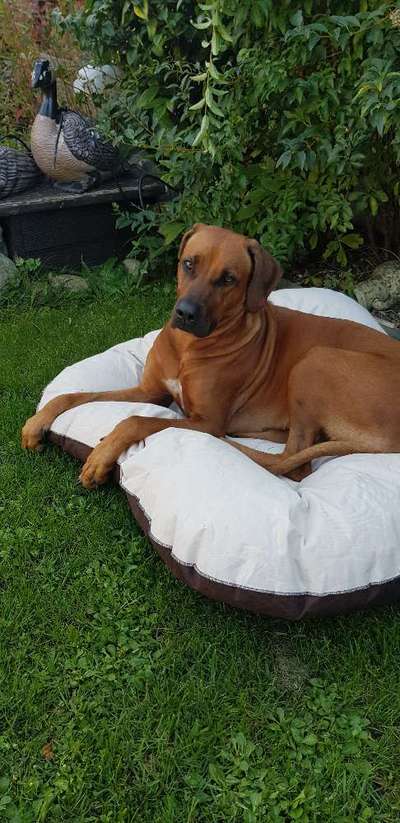 Rhodesian Ridgeback-Beitrag-Bild