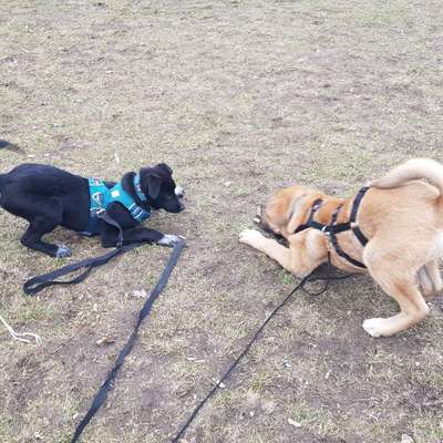 Hundetreffen-Toberunde im Insulaner (Schöneberg)-Bild