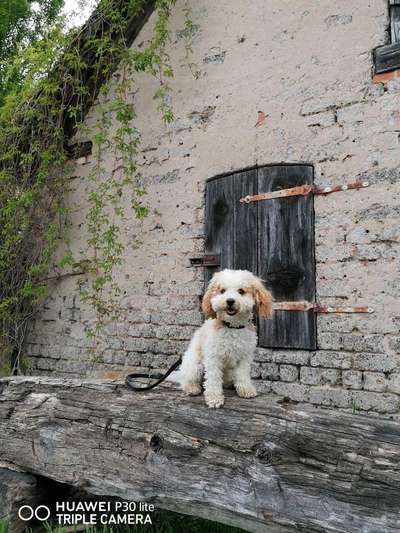 Foto's und Hundemodels-Beitrag-Bild