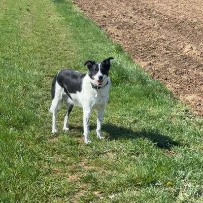 Hundetreffen-Treffen zum gassi und spielen-Bild
