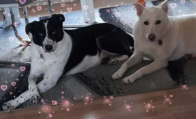 Die Dogorama Kalender Challenge Titelbild-Beitrag-Bild