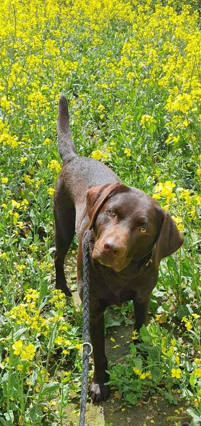 Die Dogorama Monats Challenge "Es grünt und blüht"-Beitrag-Bild