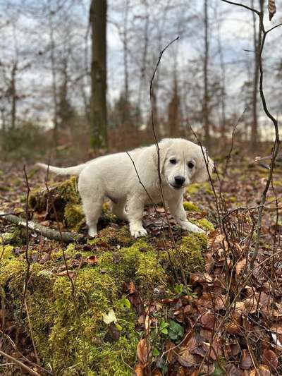 Hundetreffen-Spielfreund gesucht-Bild