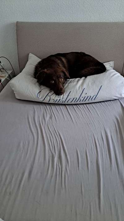 Hundetreffen-Nelly 2 Jahre Hündin sucht Spielkameraden und Gassigänger-Bild