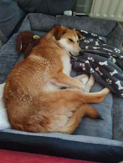 Club der Rumänen (Alle Hunde aus dem rumänischen Tierschutz, wo seid Ihr?)-Beitrag-Bild