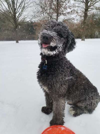 Dogorama Photo Challenge - Es wird nochmal kalt!-Beitrag-Bild