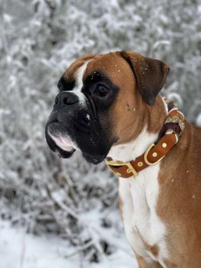 Deutsche Boxer-Beitrag-Bild