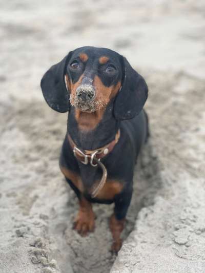 Die Dogorama Kalender Challenge Titelbild-Beitrag-Bild