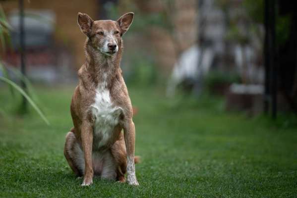 Podenco/Mischlinge hier? :-)-Beitrag-Bild