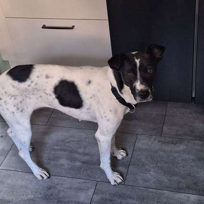 Rassen raten (Tierschutzhündin aus Kroatien)-Beitrag-Bild