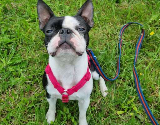 Hundetreffen-Spielen und Toben-Bild