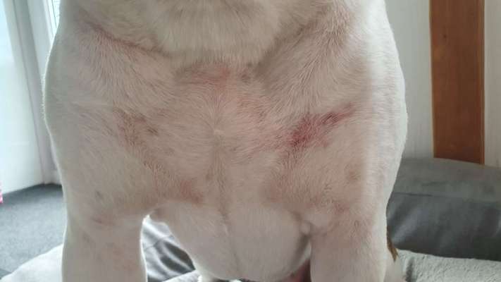 Auschlag oder milben ?-Beitrag-Bild