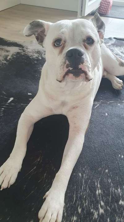 Auschlag oder milben ?-Beitrag-Bild