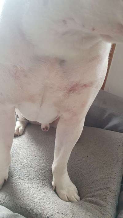 Auschlag oder milben ?-Beitrag-Bild