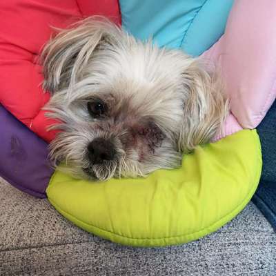 Hundetreffen-Ruhige Gassirunde mit Handicab-Hunden oder Senioren ab 10 J.-Bild