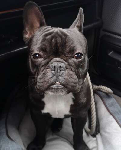 Französische Bulldoggen-Beitrag-Bild