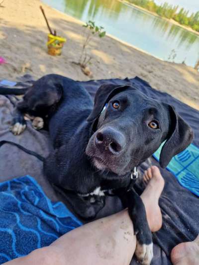 TierschutzhundeStammtisch🐕-Beitrag-Bild