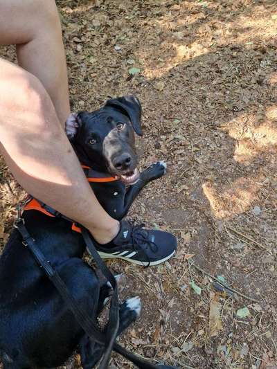 Labradorfans-Beitrag-Bild