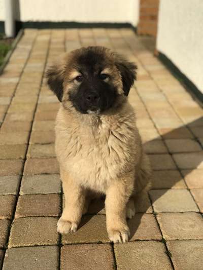 Welpen Bilder !-Beitrag-Bild