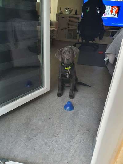 Welpen Bilder !-Beitrag-Bild