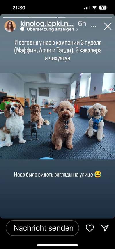 Hundetreffen-Pudeltreff Puddeldorf-Bild