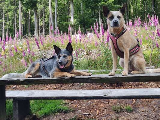Australian Cattle Dog-Beitrag-Bild