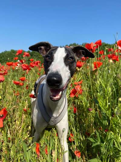 Whippet-Beitrag-Bild