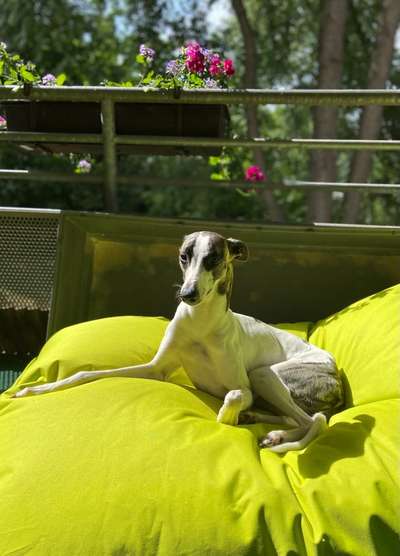 Windhunde - Treffen der besonderen Schönheiten
HERZLICH WILLKOMMEN-Beitrag-Bild