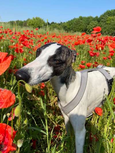Windhundtreffen - PLZ-Beitrag-Bild
