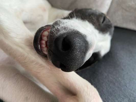 Zeigt her eure Hundenasen-Beitrag-Bild