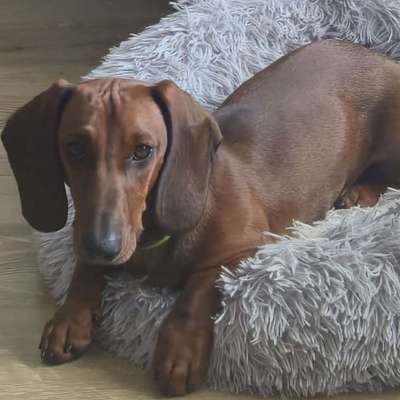 Hundetreffen-Entspannte Gassirunden-Profilbild