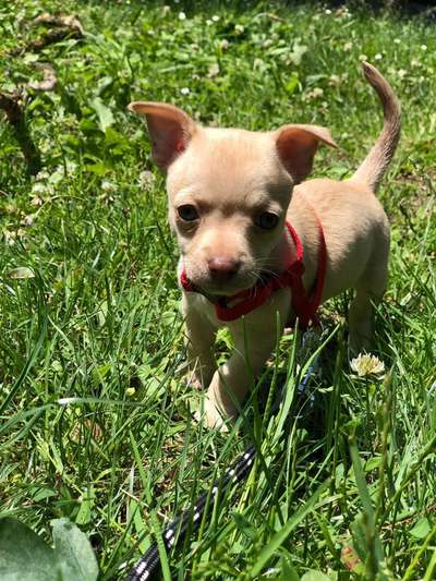 Die Dogorama Kalender Challenge 4/4-Beitrag-Bild