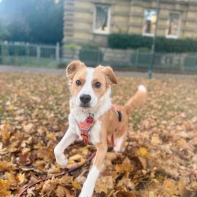 Hundetreffen-Spielkameraden gesucht-Bild