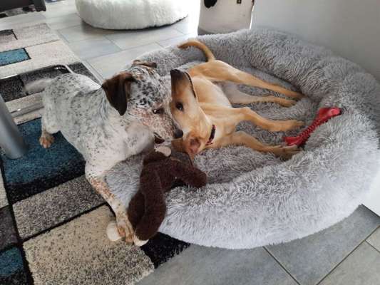 Dogorama Photo Challenge - Die besten Hundebuddys-Beitrag-Bild