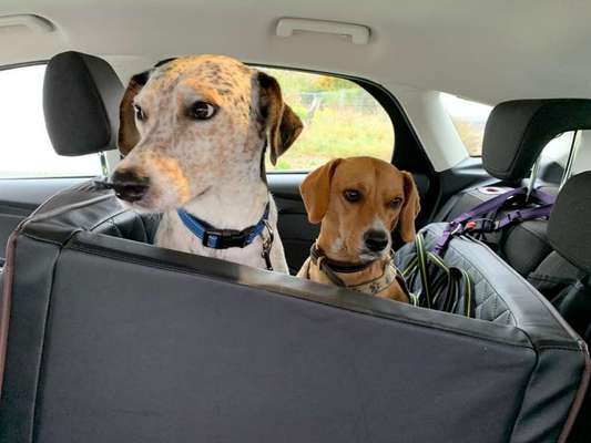 FOTOCHALLENGE 70 - Dein Hund im Auto-Beitrag-Bild