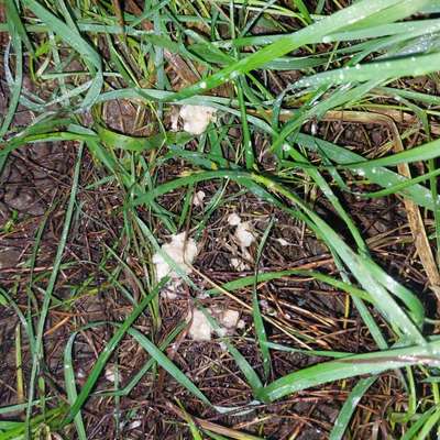 Giftköder-Ausgelegte Köder-Bild